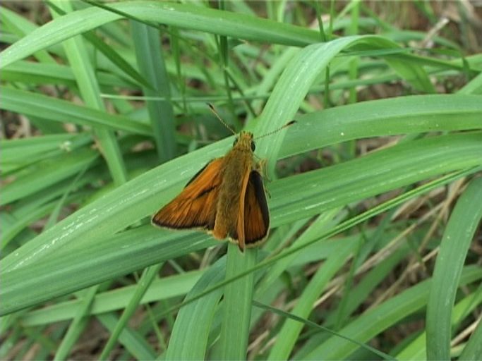 Rostfarbiger Dickkopffalter ( Ochlodes sylvanus ), Männchen : Am Niederrhein, Biotop, 24.06.2006